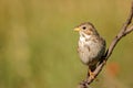 Corn Bunting sitting on a stick on a beautiful background Miliaria calandra Royalty Free Stock Photo