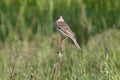 A Corn Bunting on top