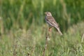 A Corn Bunting on top Royalty Free Stock Photo