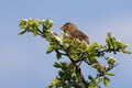 corn bunting up in a hawthorn