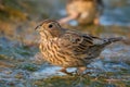 The Corn Bunting is in the water Royalty Free Stock Photo