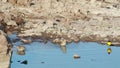 Corn Buntings Washing In A Small Pond