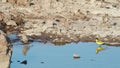 Corn Buntings Washing In A Small Pond