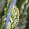 a corn caterpillar on wheat stalk Royalty Free Stock Photo