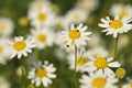 Corn Chamomile