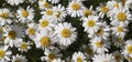 White Corn Chamomile Flowers Blooming on Flowers Background Royalty Free Stock Photo