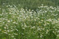 Corn chamomile blossom. Mayweed bloom. White blooming flowers in natural environment. Scentless chamomile flower. Royalty Free Stock Photo