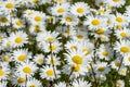 Corn chamomile blossom.  Mayweed bloom. White blooming flowers in natural environment. Scentless chamomile flower Royalty Free Stock Photo