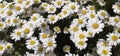 Corn Chamomile Flowers Blooming on Flowers Background Royalty Free Stock Photo