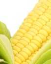 Corn Close Up Royalty Free Stock Photo