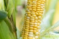 corn close-up grows in a field. Close-up corn cobs in corn plantation field. Royalty Free Stock Photo