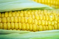 Corn close-up image Royalty Free Stock Photo