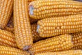 Very nice corn close up with macro lens Royalty Free Stock Photo