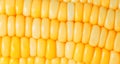 Corn closeup Royalty Free Stock Photo
