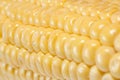 Corn closeup Royalty Free Stock Photo