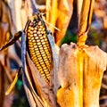 Corn closeup on the stalk