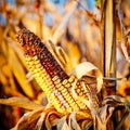 Corn closeup on the stalk Royalty Free Stock Photo