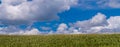 Corn and clouds pano, minnesota Royalty Free Stock Photo