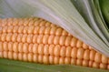 Corn on the cob Royalty Free Stock Photo