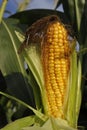 Corn cob