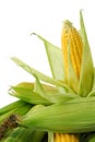 Corn on cob Royalty Free Stock Photo