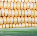 Corn on cob