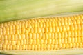 Corn cob Royalty Free Stock Photo
