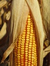 Corn cob, Zea mays