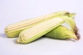 Corn on the Cob Royalty Free Stock Photo