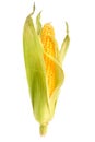 Corn on the cob Royalty Free Stock Photo