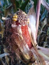 Corn cob affected by the fungus Ustilago maydis Royalty Free Stock Photo