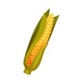 Corn Cob as Thanksgiving Feast Symbol Vector Illustration