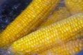 Corn on the cob boiling in a pot Royalty Free Stock Photo