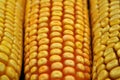 Corn cob close up Royalty Free Stock Photo