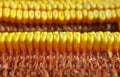 Corn cob close up Royalty Free Stock Photo