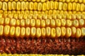 Corn cob close up Royalty Free Stock Photo
