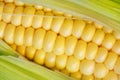 Corn cob closeup