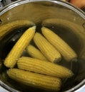 Corn on the cob boils in a large pot on the stove Royalty Free Stock Photo