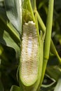 corn cob cut close up Royalty Free Stock Photo