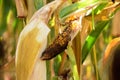 corn cob with disease in field during hot summer Royalty Free Stock Photo