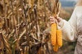 Corn cob. Farmers hand holding maize in agricultural corn field Royalty Free Stock Photo