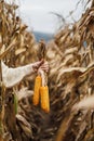 Farmers hand holding maize in agricultural field. Autumn harvest Royalty Free Stock Photo