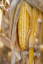 Corn Cob in the Field. Ear of Corn in Autumn Before Harvest. Agriculture Concept. Royalty Free Stock Photo