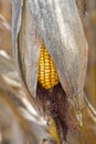 Corn Cob in the Field. Ear of Corn in Autumn Before Harvest. Agriculture Concept. Royalty Free Stock Photo