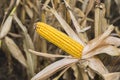 Corn Cob in the Field. Ear of Corn in Autumn Before Harvest. Agriculture Concept. Royalty Free Stock Photo