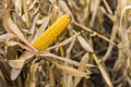 Corn Cob in the Field. Ear of Corn in Autumn Before Harvest. Royalty Free Stock Photo