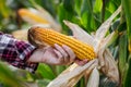 Corn cob in field. Female hand holding maize Royalty Free Stock Photo