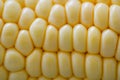 Corn on the cob , Fresh corn background, Royalty Free Stock Photo