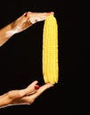 Corn cob in girls fingers. Female hand holds corn