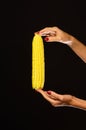 Corn cob in girls fingers. Female hand holds corn